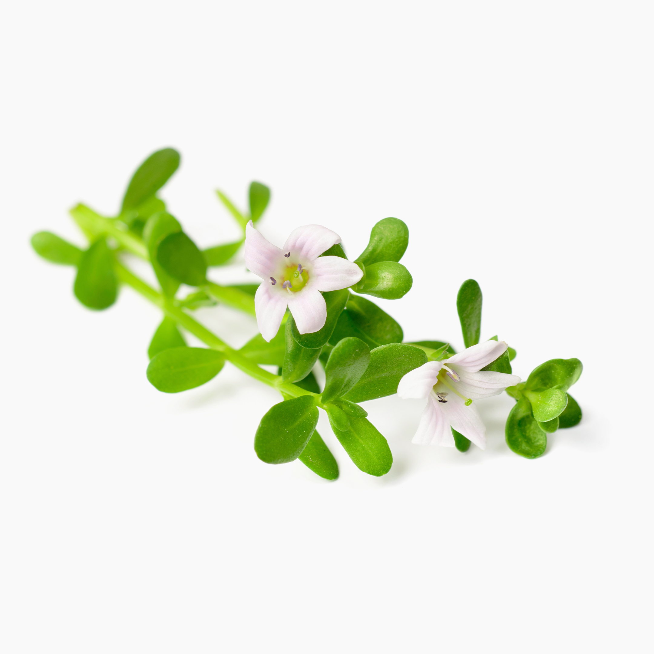 floare de bacopa
